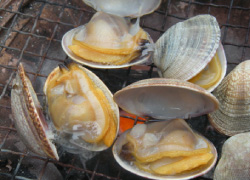 相生の活あさり