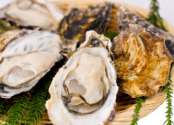 むき身生カキ500g